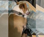 Small #2 Chihuahua