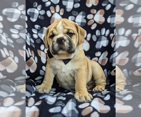 Medium Photo #5 Olde English Bulldogge Puppy For Sale in OXFORD, PA, USA