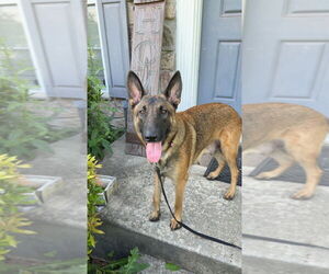 German Shepherd Dog-Unknown Mix Dogs for adoption in Imlay City, MI, USA