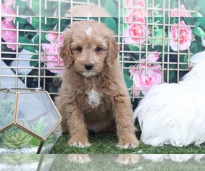 Goldendoodle Puppy for sale in MARIETTA, GA, USA