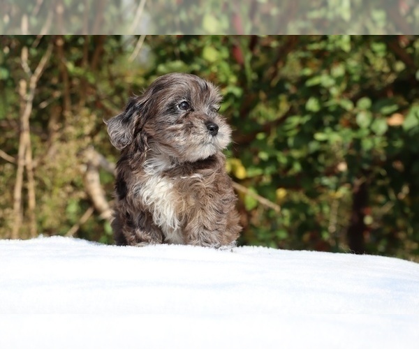Medium Photo #14 ShihPoo Puppy For Sale in DYERSBURG, TN, USA