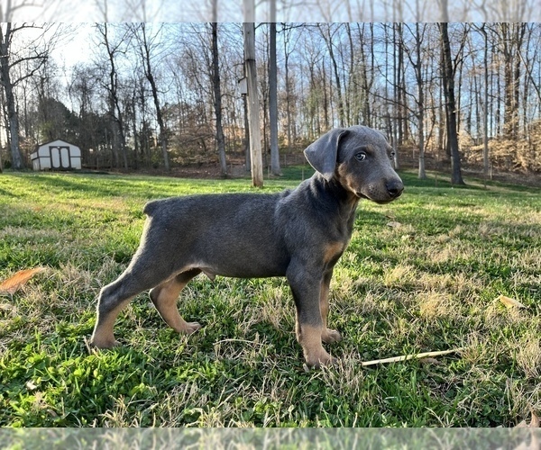 Medium Photo #5 Doberman Pinscher Puppy For Sale in NEWTON, NC, USA