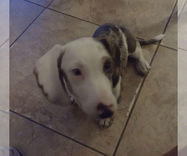 Medium Photo #1 Dachshund Puppy For Sale in Sioux Falls, SD, USA