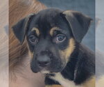 Small Photo #7 American Staffordshire Terrier-German Shepherd Dog Mix Puppy For Sale in Huntley, IL, USA