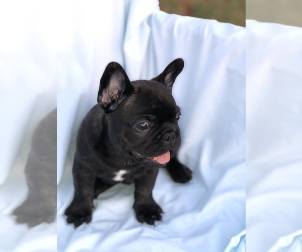 Medium Photo #7 French Bulldog Puppy For Sale in MENTONE, CA, USA