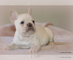 Puppy Boomer French Bulldog