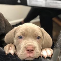 Neapolitan Mastiff Puppy for sale in KENNESAW, GA, USA