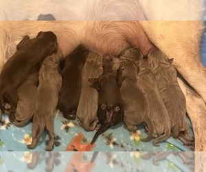 Labrador Retriever Puppy for sale in OSYKA, MS, USA