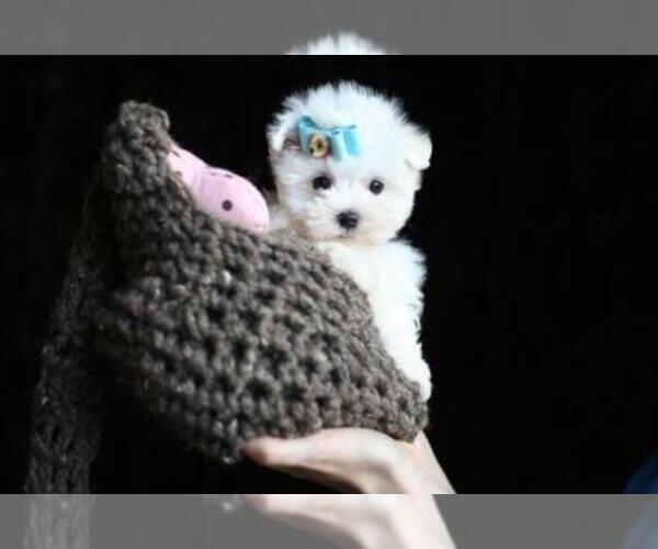 Medium Photo #13 Maltese Puppy For Sale in TAMPA, FL, USA