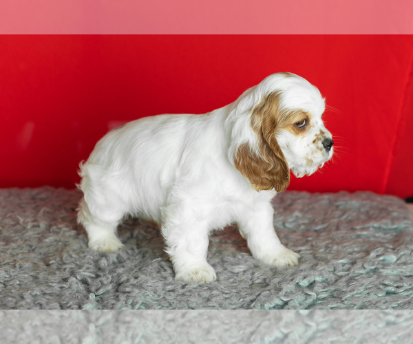 Medium Photo #22 Cocker Spaniel Puppy For Sale in NAPPANEE, IN, USA