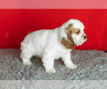 Small Photo #22 Cocker Spaniel Puppy For Sale in NAPPANEE, IN, USA