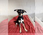 Small #1 Chihuahua Mix