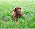 Small #1 Labrador Retriever