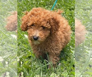Poodle (Miniature) Dogs for adoption in HOPKINSVILLE/PRINCETON, KY, NH, USA
