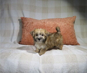 Morkie Puppy for Sale in COOKEVILLE, Tennessee USA
