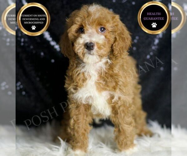 Medium Photo #7 Goldendoodle (Miniature) Puppy For Sale in WARSAW, IN, USA