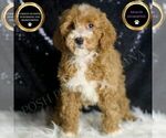 Small Photo #107 Goldendoodle (Miniature) Puppy For Sale in WARSAW, IN, USA