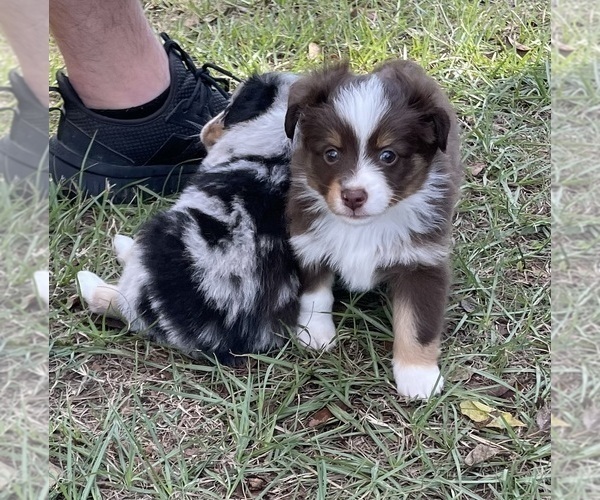 Medium Photo #4 Miniature Australian Shepherd Puppy For Sale in TERRELL, TX, USA