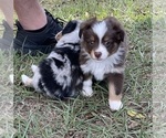 Small #3 Miniature Australian Shepherd