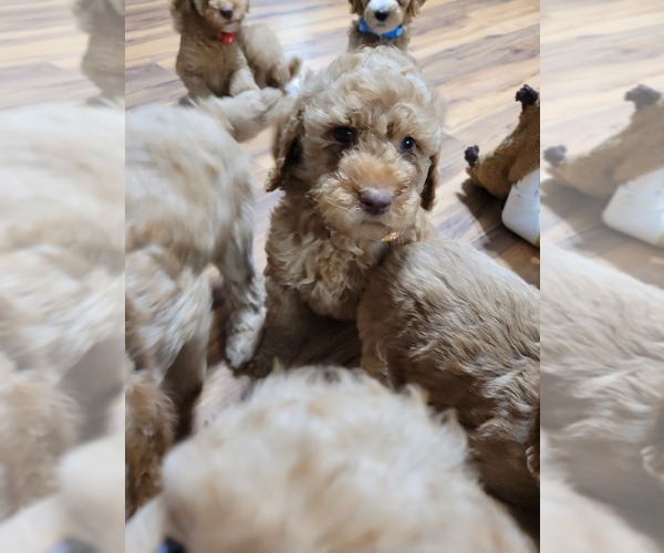 Medium Photo #11 Poodle (Standard) Puppy For Sale in AIKEN, SC, USA