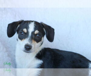 Chi-Corgi Dogs for adoption in Wakefield, RI, USA