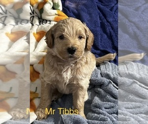 Australian Labradoodle Puppy for sale in DEADWOOD, SD, USA