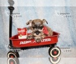 Small Photo #4 Schnauzer (Miniature) Puppy For Sale in SANGER, TX, USA