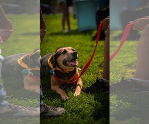 Abby - Awesome Girl! - Female Mutt Dog for Adoption - Photo #6