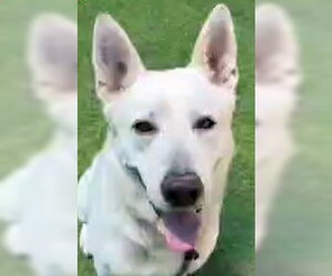 - Mix Dogs for adoption in Phoenix, AZ, USA