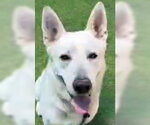 Blitz - Male - Mix Dog for Adoption - Small photo