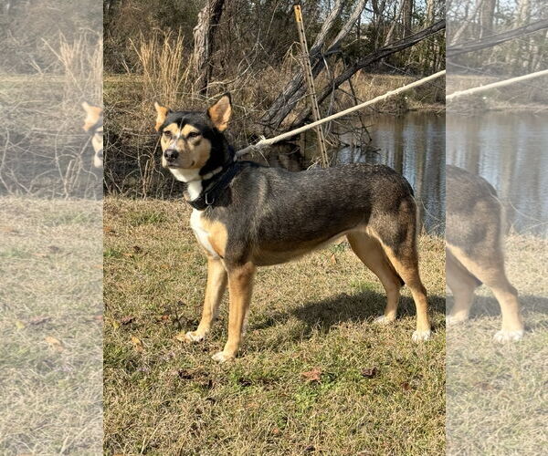 Medium Photo #6 Mutt Puppy For Sale in Tarrytown, GA, USA