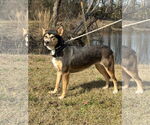 Small #5 Mutt