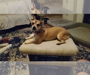 Daug Dogs for adoption in Escondido, CA, USA