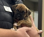 Puppy J boy Boxer