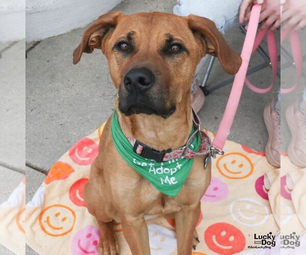 Medium Photo #4 Black Mouth Cur-Boxer Mix Puppy For Sale in Washington, DC, USA