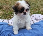 Puppy 2 Jatzu