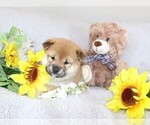 Small Photo #1 Shiba Inu Puppy For Sale in ORONOGO, MO, USA