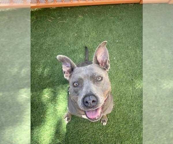 Medium Photo #3 American Pit Bull Terrier-Unknown Mix Puppy For Sale in Las Vegas, NV, USA