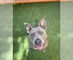 Small #2 American Pit Bull Terrier Mix