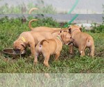 Small Photo #28 American Pit Bull Terrier Puppy For Sale in NAPLES, FL, USA