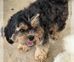 Small #3 Shih Tzu