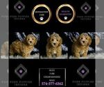 Small Photo #22 Goldendoodle (Miniature) Puppy For Sale in WARSAW, IN, USA