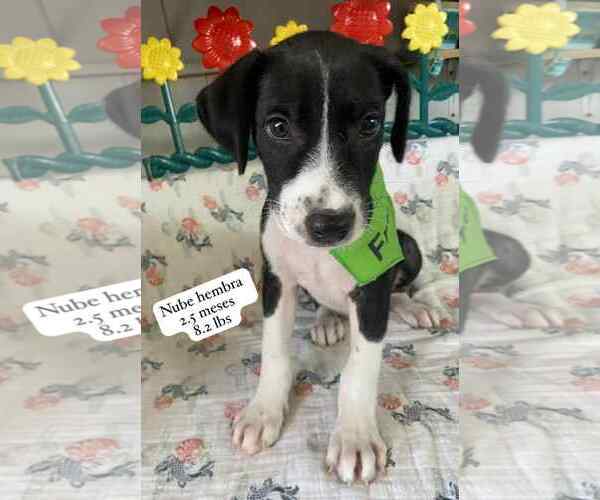 Medium Photo #2 Labrador Retriever-Unknown Mix Puppy For Sale in Virginia Beach, VA, USA