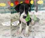 Small #1 Labrador Retriever Mix