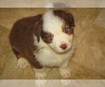 Small Photo #28 Australian Shepherd Puppy For Sale in DRAYTON, SC, USA
