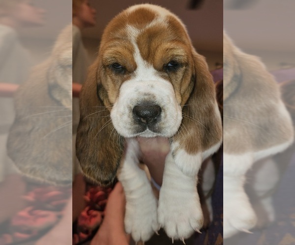 Medium Photo #1 Basset Hound Puppy For Sale in BYHALIA, MS, USA