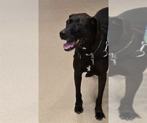 Labrador Retriever-Unknown Mix Dogs for adoption in Plano, TX, USA