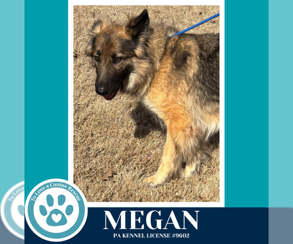 Medium Photo #4 German Shepherd Dog Puppy For Sale in Kimberton, PA, USA