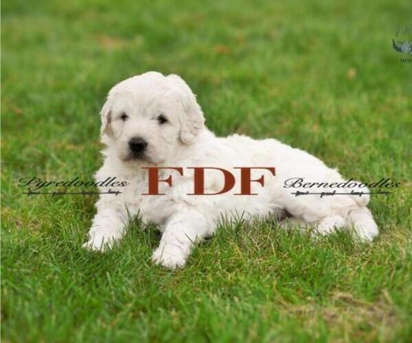 Medium Photo #8 Pyredoodle Puppy For Sale in BOWLING GREEN, OH, USA