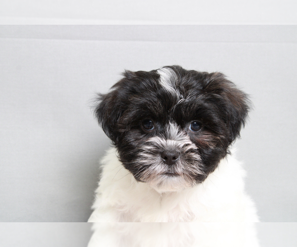 Medium Photo #3 Shih-Poo Puppy For Sale in MARIETTA, GA, USA